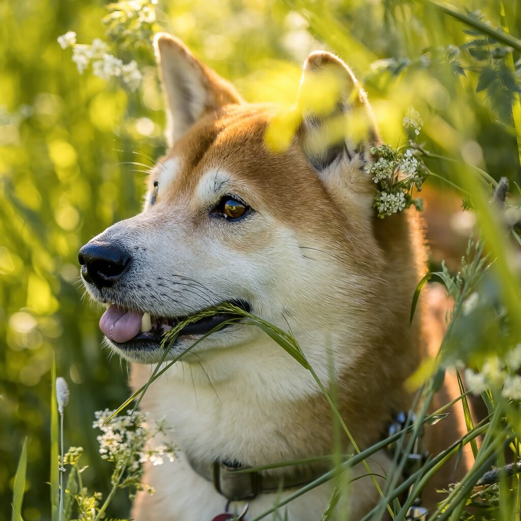 柴犬